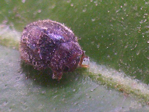 Rhyzobius lophantae  - Adulto